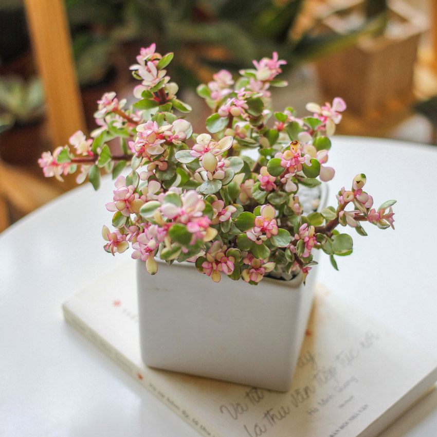 1. Quà tặng đồng nghiệp nữ 8.3 cây cảnh để bàn