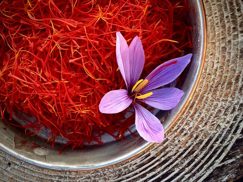 sinh nhật chồng nên tặng gì - nhụy hoa nghệ tây Saffron