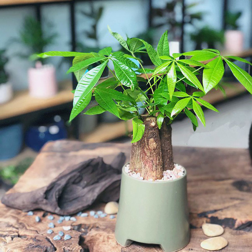 Chậu cây kim ngân