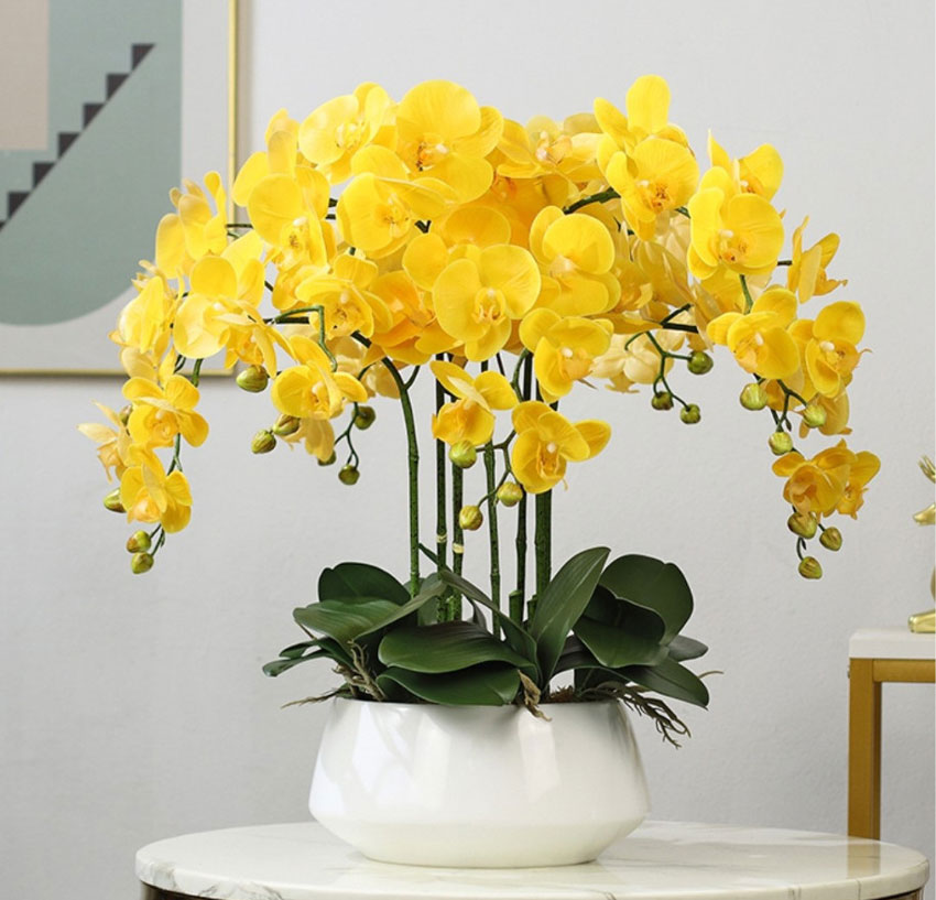 1. Chậu hoa lan - mang ý nghĩa phú quý